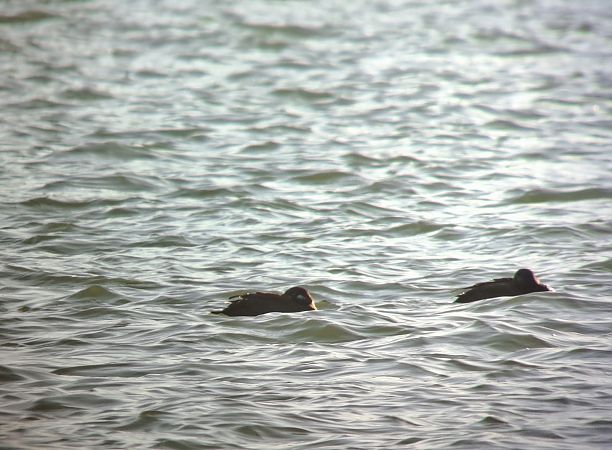 Macreuse brune  - Lukas Scheidl