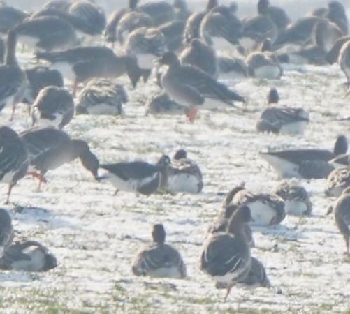 bernikla rdzawoszyja 