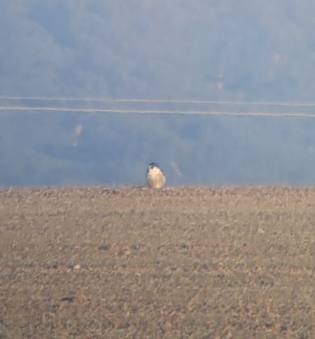 sokół wędrowny  - Tomasz Knioła