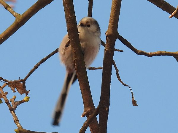 raniuszek  - Kacper Mikulski