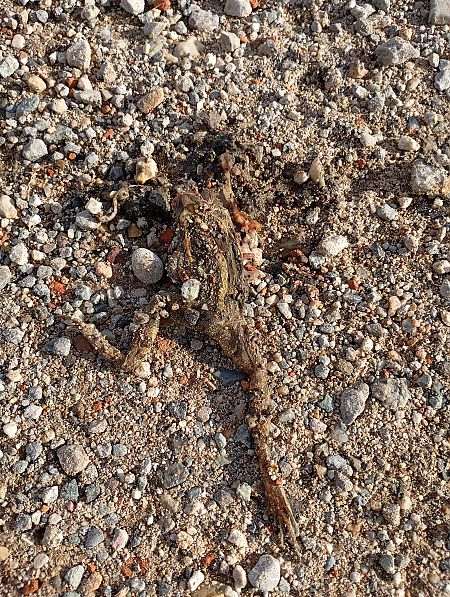 Granota pintada  - Joan Ventura