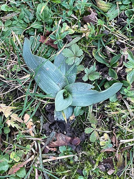Ophrys apifera  - Olivier Guillemet