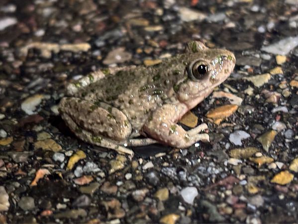 Granoteta de punts comuna  - Josep Palet