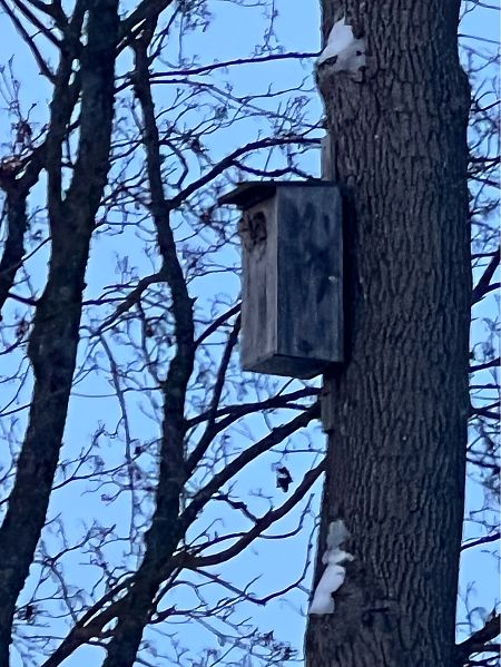 puszczyk  - Marek Bebłot