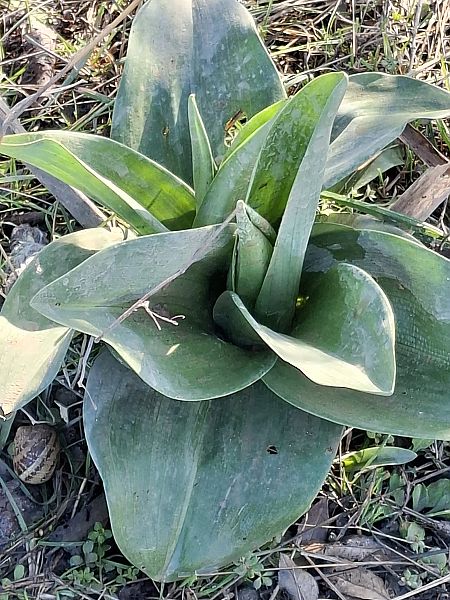 Himantoglossum robertianum 