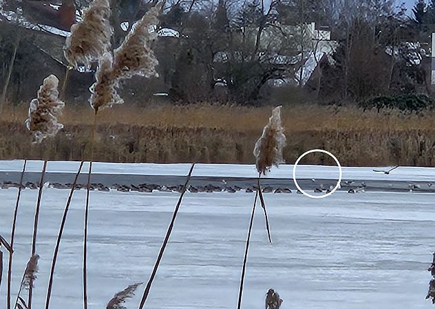 ohar  - Anna Kamilewicz-Wicik