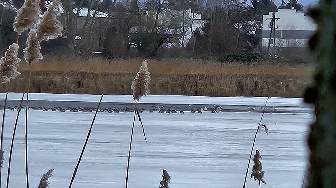 Brandgans  - Anna Kamilewicz-Wicik