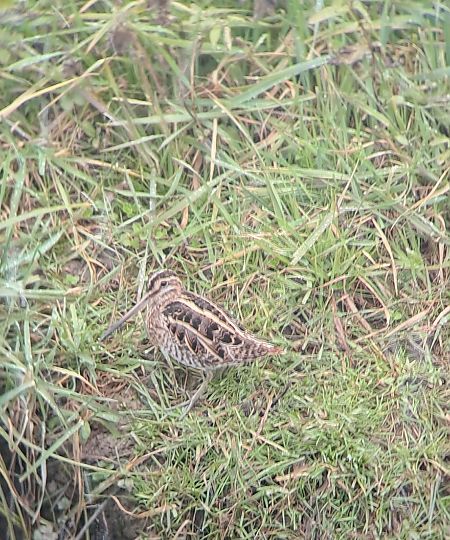 Beccaccino  - Enrico Navarria (FVG)