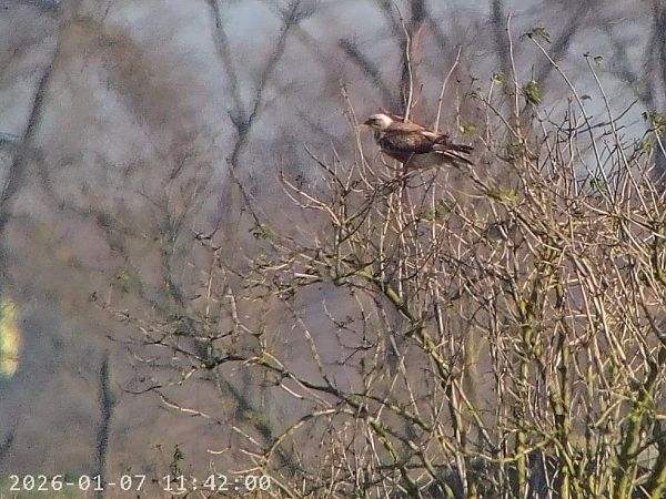 Poiana codabianca  - Massimo Tassinari