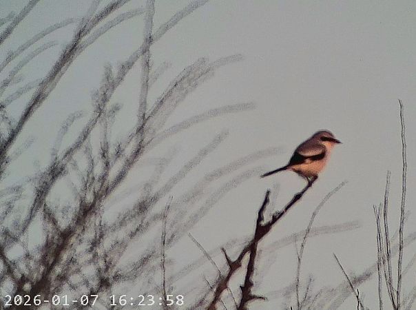 Averla maggiore  - Massimo Tassinari
