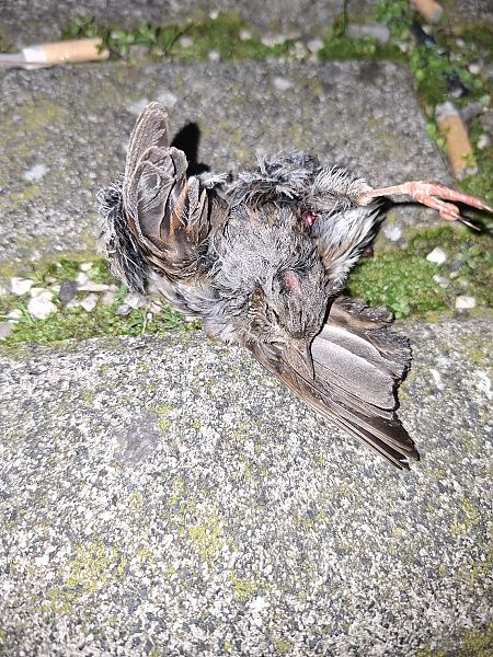 Passera scopaiola  - Francesco Boscolo Camiletto