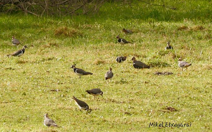 Hegabera  - Mikel Etxegarai