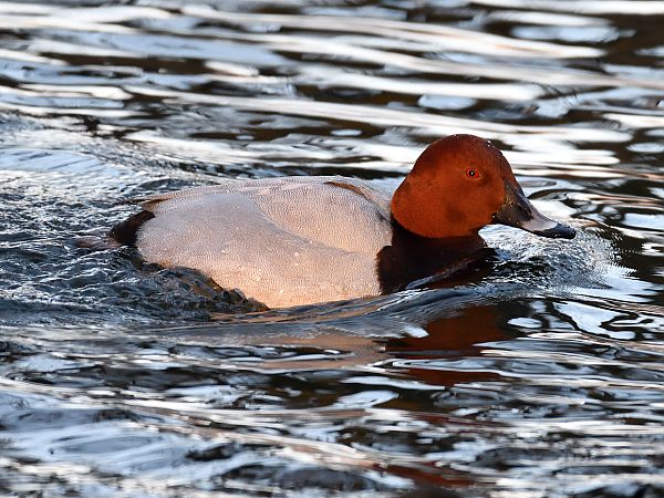 głowienka  - Paweł Zaniecki