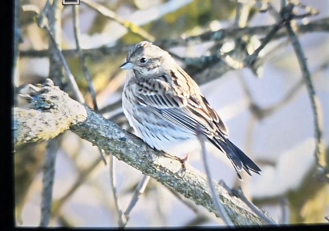 trznadel białogłowy  - Michał Wnuk