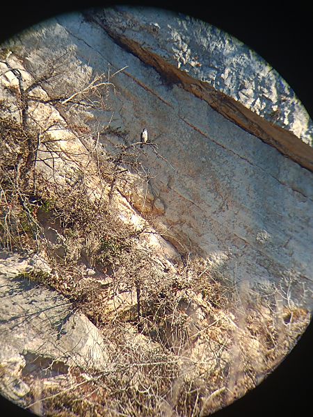 Falco pellegrino  - Milo Manica