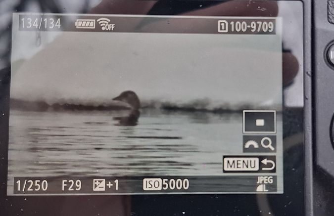 perkozek  - Tomasz Doroń