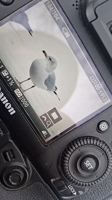Ring-billed Gull  - Fatima Hayatli