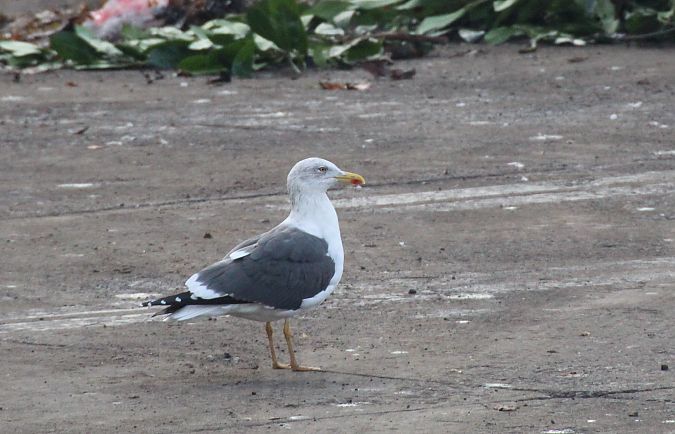 Zafferano  - Alessio Mannello