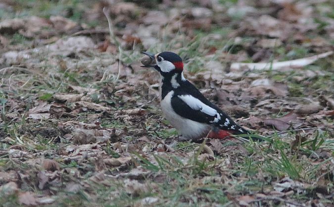 Picchio rosso maggiore  - Steven Hueting
