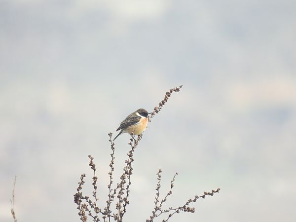 Bitxac comú  - Joan Pessarrodona