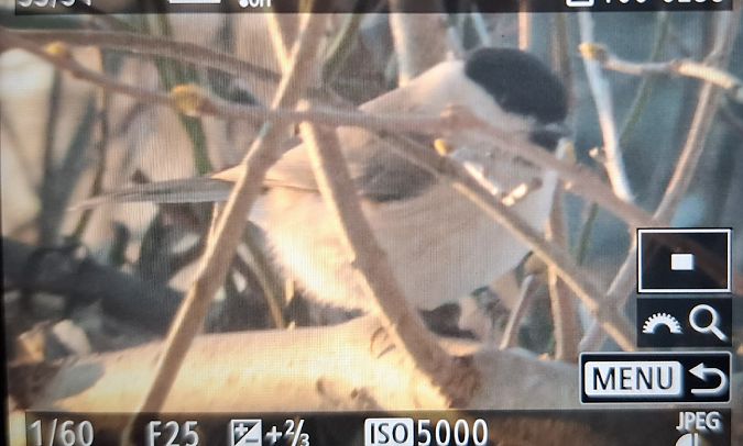 sikora uboga  - Tomasz Doroń