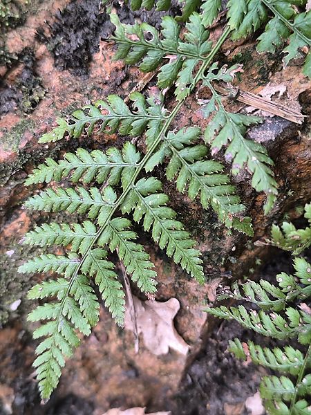 Dryopteris dilatata  - Mirko Tomasi