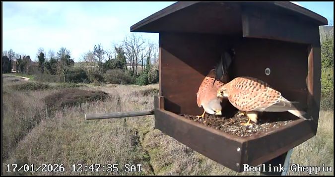 Gheppio  - Giuseppe Di Lieto