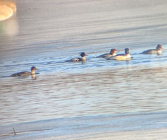 szlachar  - Konrad Uryga