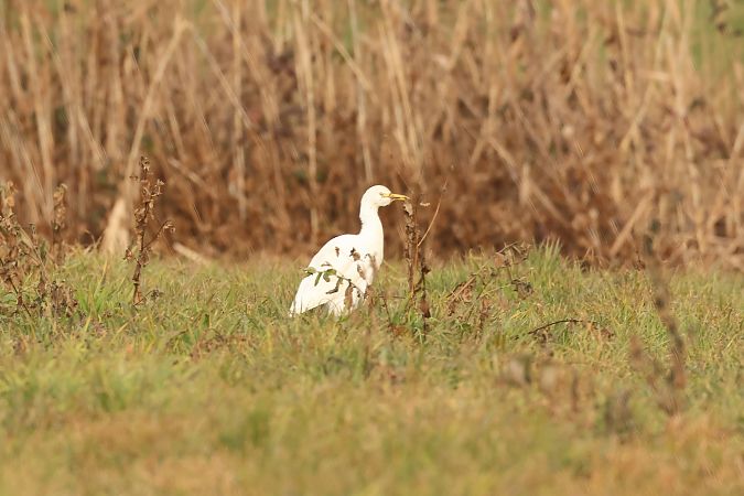 Airone guardabuoi  - Adelfina Aldrovandi