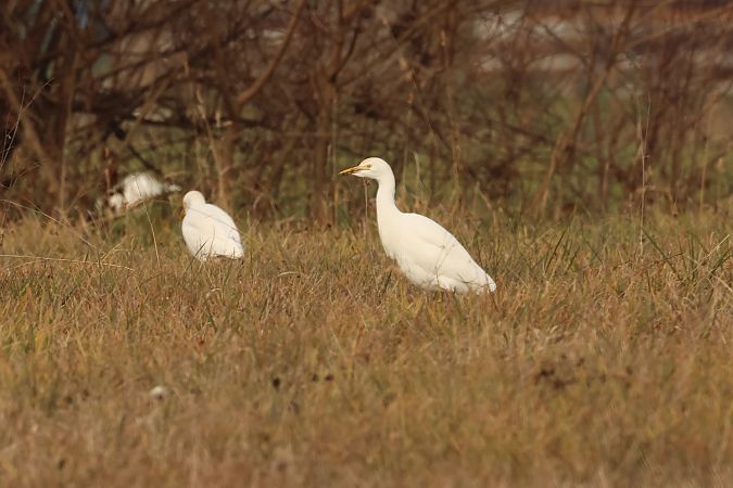 Airone guardabuoi  - Adelfina Aldrovandi