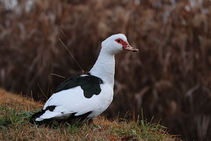 Anatra muta  - Adelfina Aldrovandi