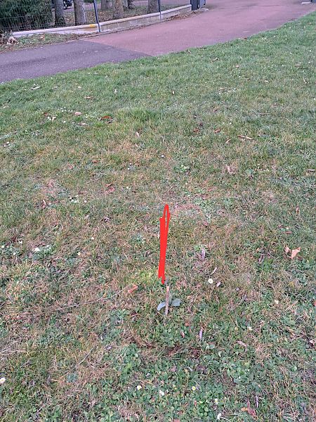 Ophrys apifera  - Tony Gaudry