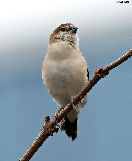 Becco d'argento indiano  - Anonimo