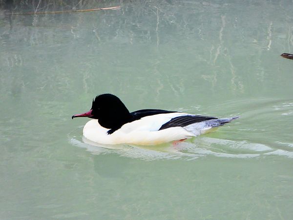 Smergo maggiore  - Andrea Ravagnani