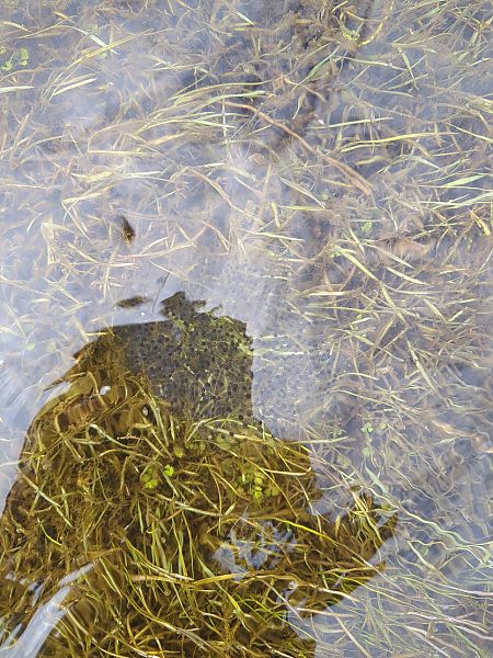 Grenouille agile  - Stefano Sarrocco (RL)