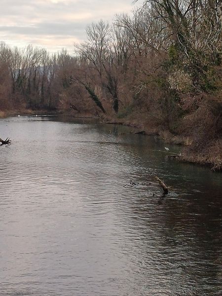 Höckerschwan  - Sara Stella (FVG)