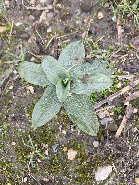 Ophrys arachnitiformis  - Eric Detrez
