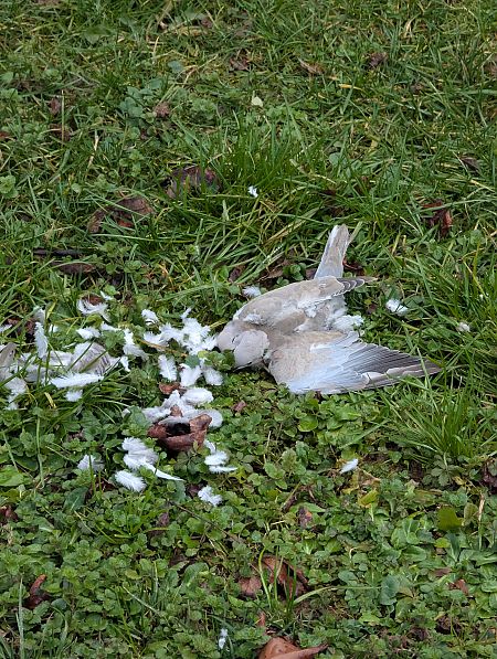 Tortora dal collare  - Jessica Peruzzo