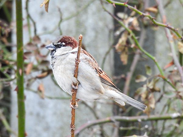 wróbel  - Natalia Gorczowska