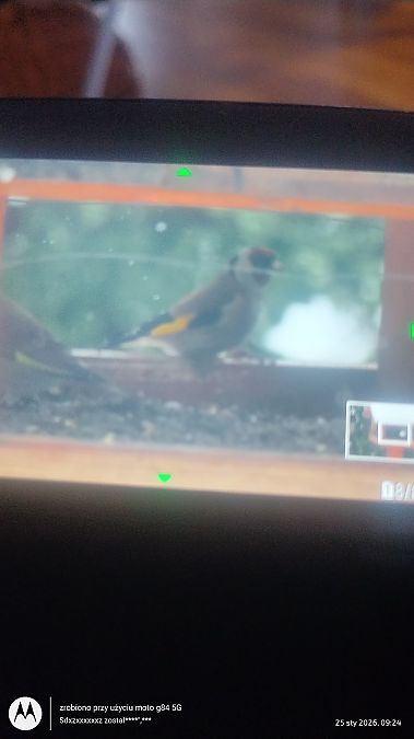 szczygieł  - Jarosław Mydlak