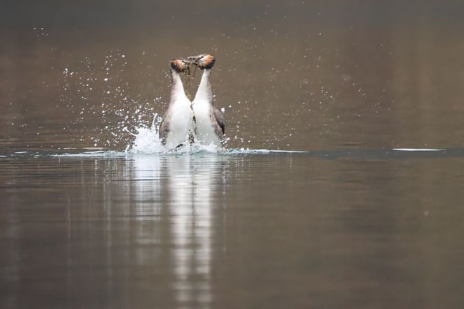 Svasso maggiore  - Adelfina Aldrovandi