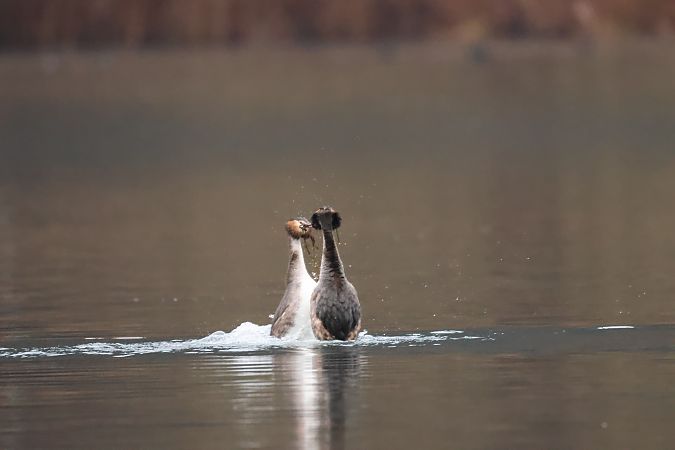 Svasso maggiore  - Adelfina Aldrovandi