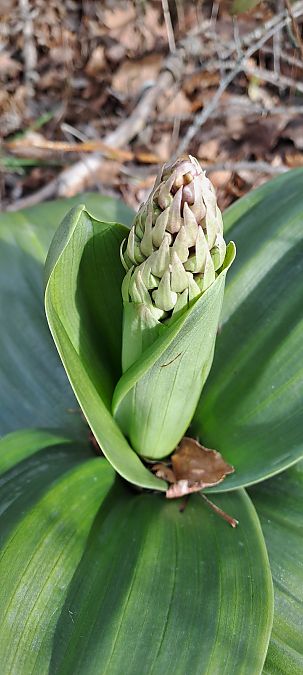 Himantoglossum robertianum  - Marc et M-Joëlle Silvestre