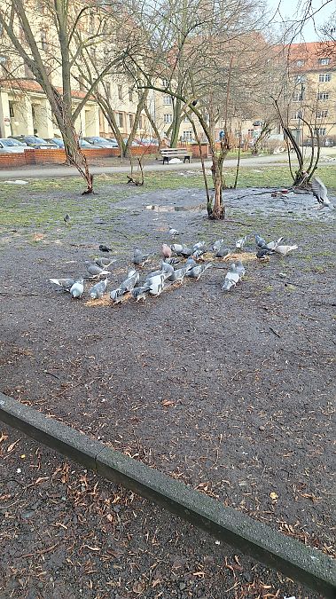 gołąb miejski  - Jacek Betleja