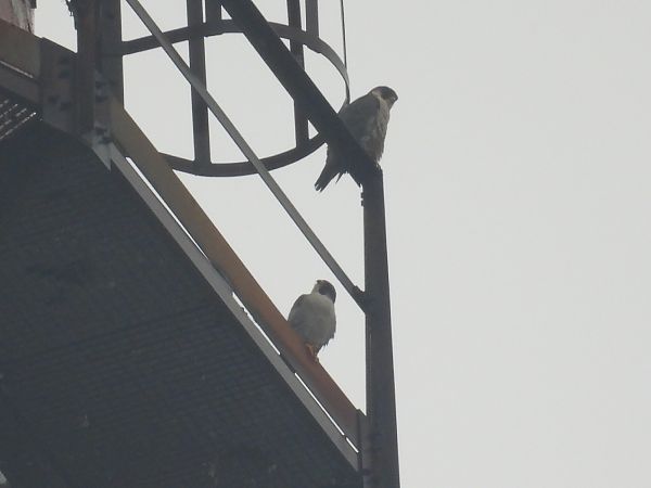 sokół wędrowny  - Kacper Mikulski