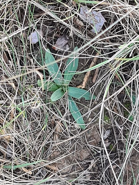 Ophrys massiliensis  - Christian Fleury