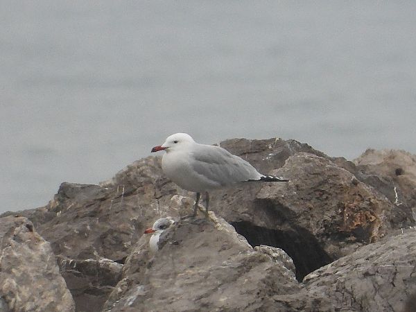 Gabbiano corso  - Andrea Sorrentino