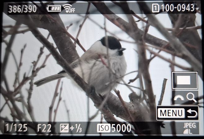 Sumpfmeise  - Tomasz Doroń