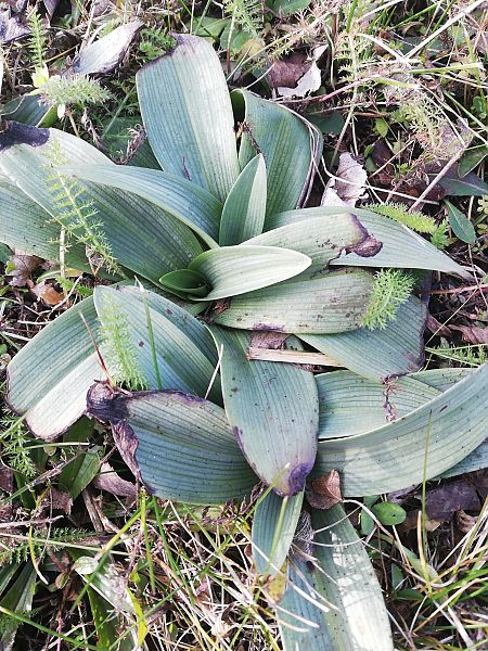 Ophrys apifera  - Laurent Fourneret