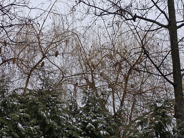 Hibou moyen-duc  - Tomasz Zarzycki